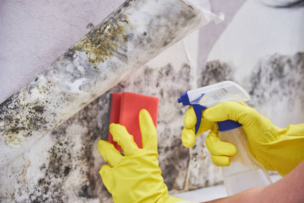 Best Mold Remediation for Rental Properties  in Saratoga Springs, NY